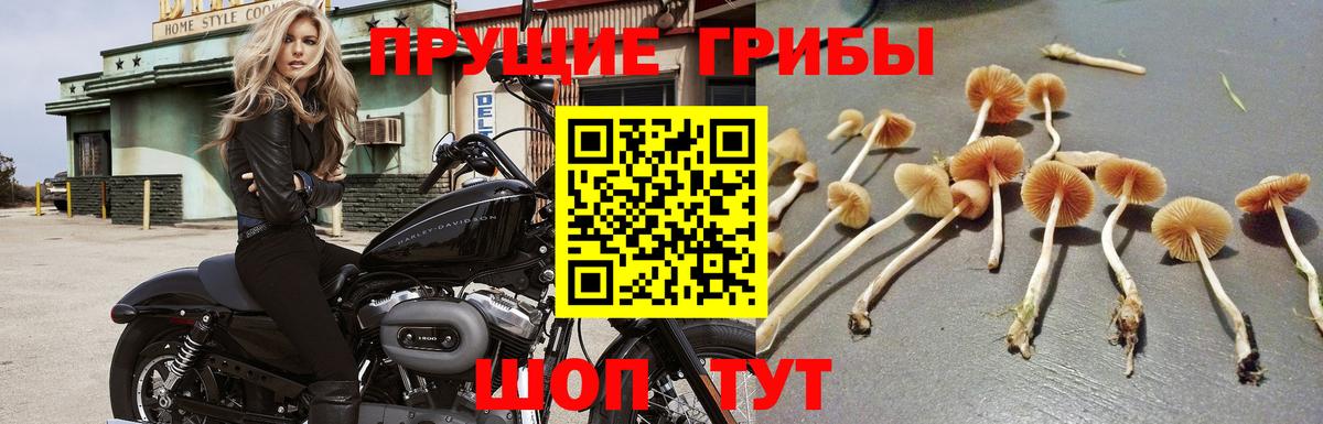 Кунгур  купить наркоту  Вход с VPN  Галлюциногенные грибы прущие грибы 